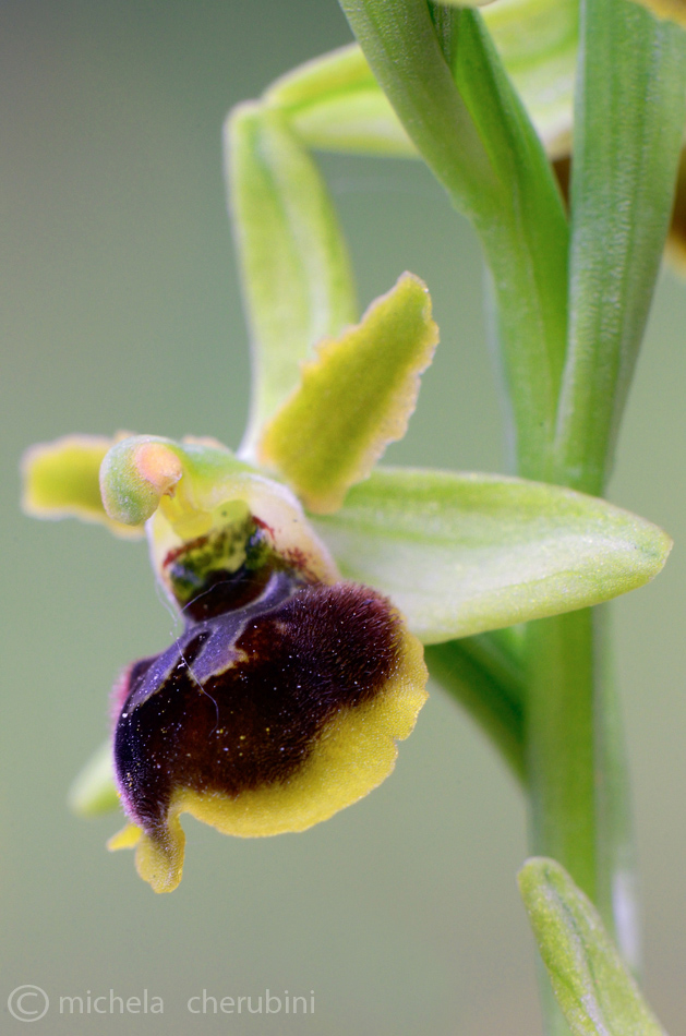 ophrys sphegodes...non ne sonosicura